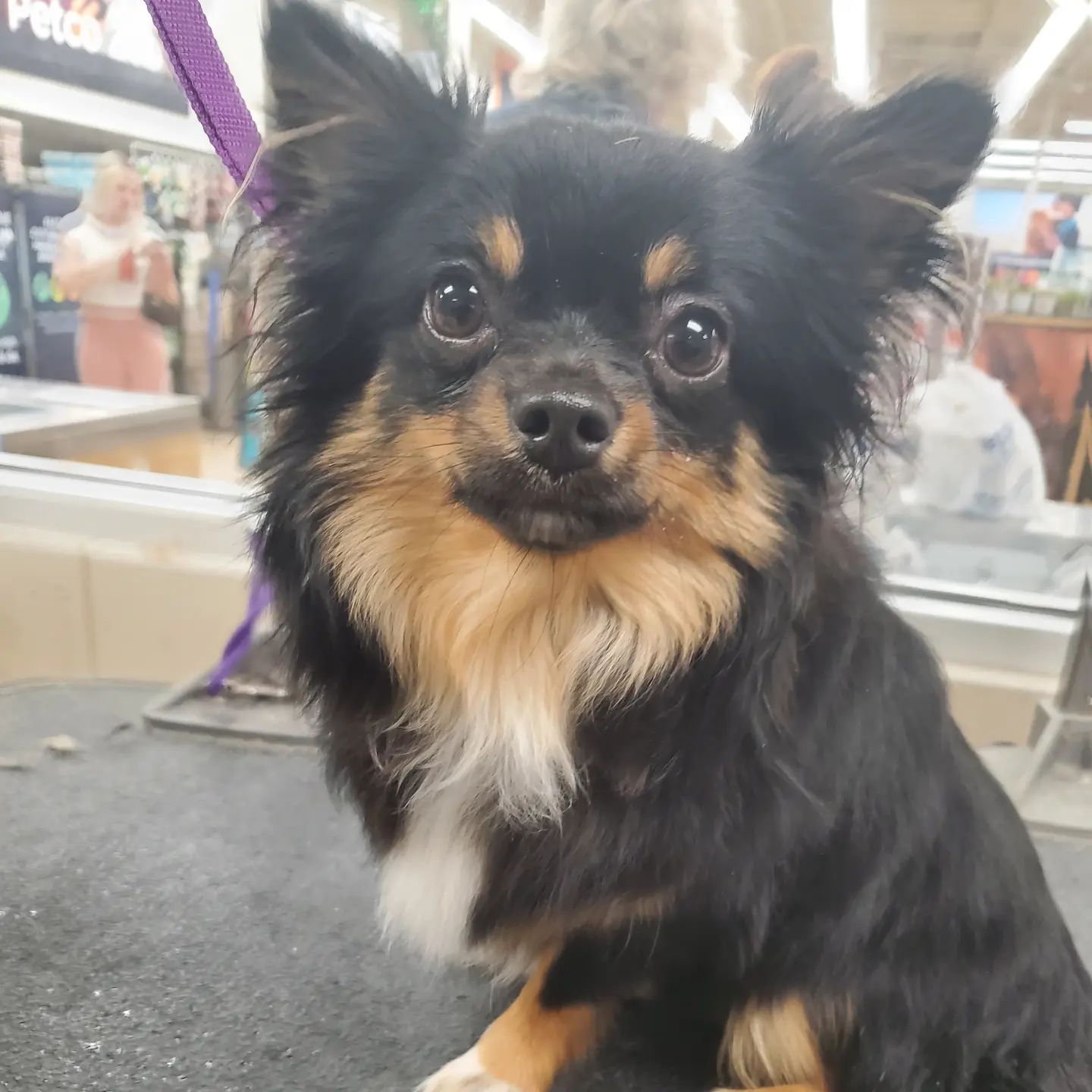 Zazu - Long Haired Chihuahua